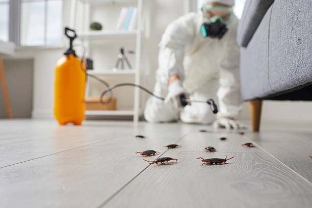 Post-Treatment Bed Bug Interceptor Monitoring in Decherd